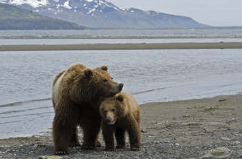 Bears