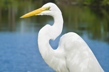 Great Egret
