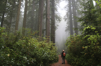 Redwoods National Park